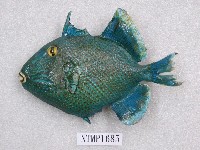 藏品(黃緣擬板機魨)的圖片